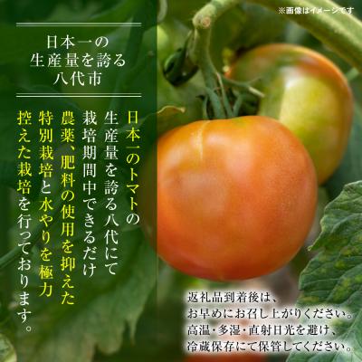 ふるさと納税 八代市 【先行予約】訳ありトマト 約1.5kg【2027年4月中旬より順次発送】_217-5119-C |  | 01