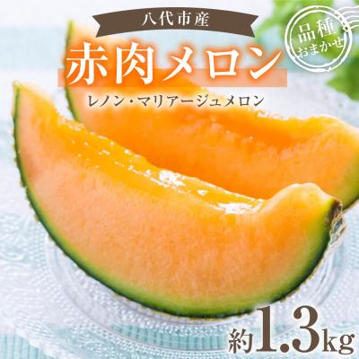 ふるさと納税 八代市 [先行予約]赤肉メロン約1.3kg[2026年6月中旬より順次発送]