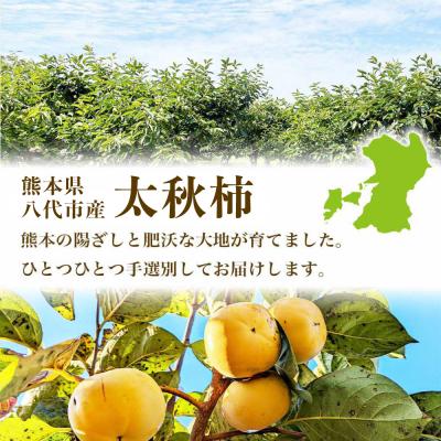 ふるさと納税 八代市 【先行予約】 太秋柿約3kg(8〜15玉)【2026年10月上旬より順次発送】_232-6031-A |  | 02