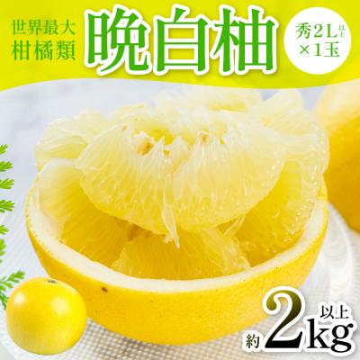 ふるさと納税 八代市 [先行予約]晩白柚(秀2L以上×1玉) 約2kg以上[12月中旬より順次発送]_280-6674-A