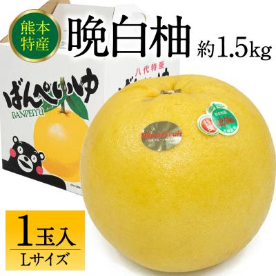 ふるさと納税 八代市 [先行予約]八代市産 晩白柚 Lサイズ 1玉[2026年12月上旬より順次発送]232-6017-B