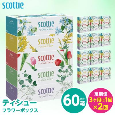 ふるさと納税 八代市 定期便2回・3ヶ月に1回お届け ティシュー ティッシュ 60箱 計120箱