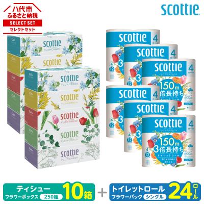 ふるさと納税 八代市 ティッシュ 250組10箱 + トイレットペーパー シングル 24ロールスコッティ