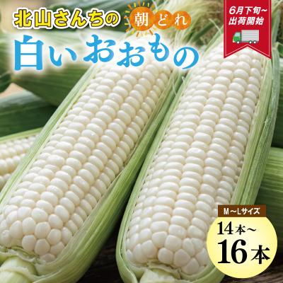 ふるさと納税 明和町 北山さんちの新鮮とうもろこし 白いおおもの 14〜16本 kn3