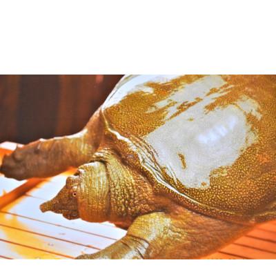 ふるさと納税 筑前町 天然すっぽん鍋【3〜4人前】_2