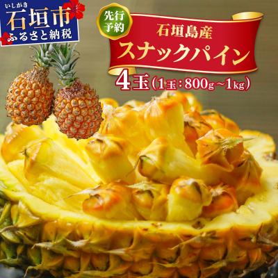 ふるさと納税 石垣市 <先行予約> スナックパイン 4玉 <2026年4月発送> | 沖縄県 石垣市 石垣島産 パイン パ