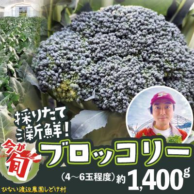 ふるさと納税 大館市 採りたて新鮮!ブロッコリー 約1400g