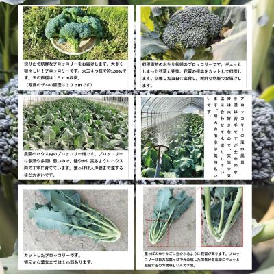 ふるさと納税 大館市 採りたて新鮮!ブロッコリー 約2800g_1