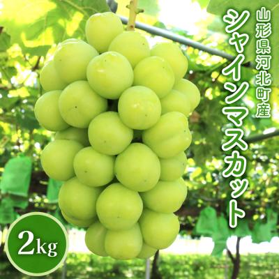 ふるさと納税 河北町 [令和8年産]山形県河北町産シャインマスカット 2kg [かほくらし社]
