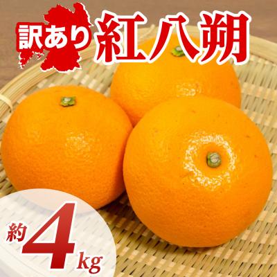 ふるさと納税 八代市 [先行予約][訳あり]紅八朔 約4kg[2027年1月下旬より順次発送]