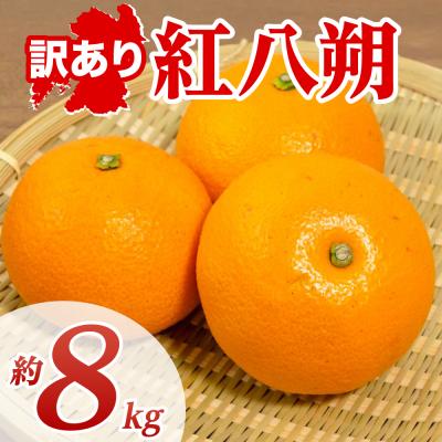 ふるさと納税 八代市 [先行予約][訳あり]紅八朔 約8kg[2027年1月下旬より順次発送]
