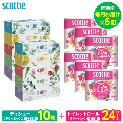 ふるさと納税 八代市 定期便6回 ティッシュ 10箱 トイレットペーパー ダブル 24ロール_186-6668-A