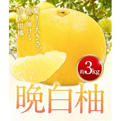 ふるさと納税 氷川町 先行予約 晩白柚 約3kg 株式会社エフビーネット[12月上旬-1月下旬頃出荷]熊本県 氷川町 果物