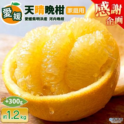 ふるさと納税 西予市 [感謝企画]先行受付<天晴晩柑(河内晩柑)家庭用 約1.5kg 笑丸 愛媛県 柑橘