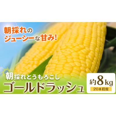 ふるさと納税 野木町 とうもろこし約8kg(20本程度) 老沼 利治[2026年6月中旬-7月中旬頃出荷予定]