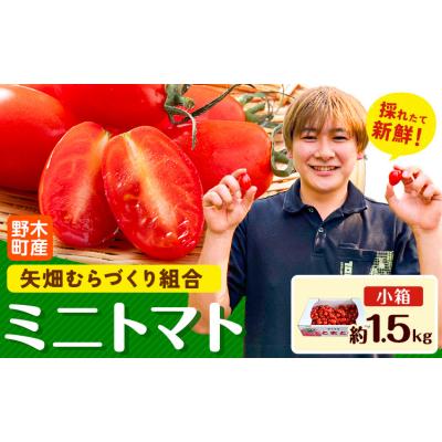 ふるさと納税 野木町 ミニトマト 約1.5kg 1箱 矢畑むらづくり組合 [2025年10月-2026年6月下旬頃出荷]