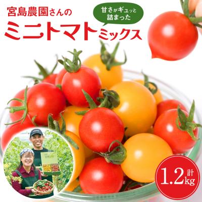ふるさと納税 八代市 八代市産 宮島農園 ミニトマト (ミックス)1.2kg とまと 野菜 赤 黄色_039-3068-D