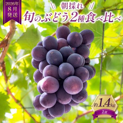 ふるさと納税 加西市 8月発送|朝採れ旬のぶどう 2種 食べ比べセット 約1.4kg(2房)[No5698-2473]