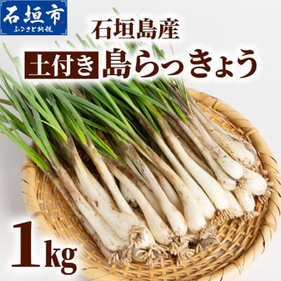 ふるさと納税 石垣市 石垣島産 土付き 島らっきょう 1kg (石垣市島らっきょうの会 協同出荷)