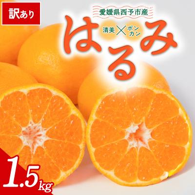 ふるさと納税 西予市 [先行受付]<訳あり 愛媛県産 はるみ 合計約1.5kg>愛媛 ミヤモトオレンジガーデン