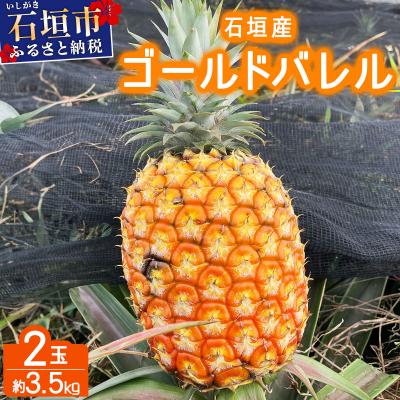 ふるさと納税 石垣市 <先行予約> 農家直送!石垣島産 ゴールドバレル 2個セット 約3.5kg<2026年4月中旬発送>