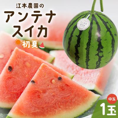 ふるさと納税 香南市 [数量限定]江本農園 初夏 アンテナスイカ 1玉 em-0033