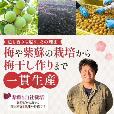 ふるさと納税 角田市 【先行予約】＜訳あり＞まごころ手作り梅干し1.6kg800g×2)10月上旬以降順次発送 |  | 03