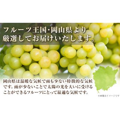 ふるさと納税 笠岡市 [2ヶ月定期便]シャインマスカット 計2.6kg[2026年9月上旬-10月末頃出荷]