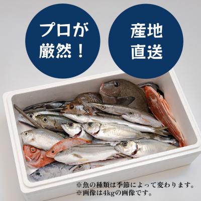 ふるさと納税 大月町 高知県産 鮮魚 詰め合わせ便 3kg 谷鮮魚食堂 刺し身 煮付け 産地直送 生魚 刺身 刺し身_3