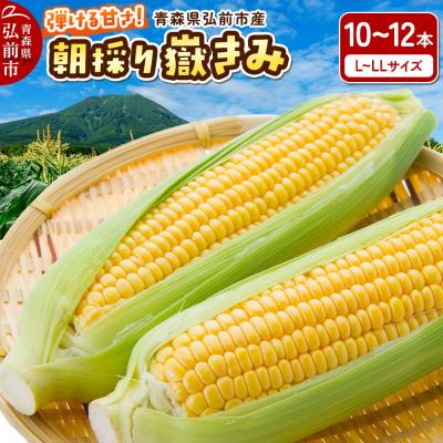 ふるさと納税 弘前市 朝採り 嶽きみ(だけきみ)10本〜12本入り L〜LLサイズ|24_sns-010101