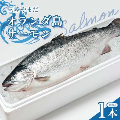 ふるさと納税 山田町 ≪発送期間5月〜7月≫三陸やまだオランダ島サーモン×1本(約2kg) 月曜日発送 沖縄・離島配送不可