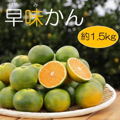 ふるさと納税 新宮町 [予約受付]早味かん(1.5kg程度)2026年9月〜10月配送[早味かん]