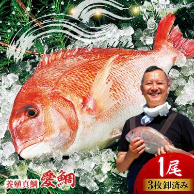 ふるさと納税 大洲市 [冷凍]国内上級 養殖 真鯛 『愛鯛』1尾(3枚卸済 フィレ2枚 お頭付き) [AGDA001]