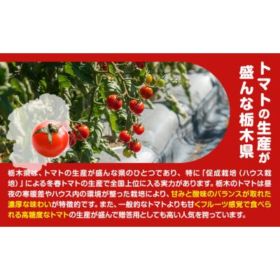 ふるさと納税 野木町 田村さん家のミニトマト約2kg《11月上旬-2026年7月下旬出荷予定》ミニトマト 野木町_1