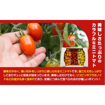 ふるさと納税 野木町 田村さん家のミニトマト約2kg《11月上旬-2026年7月下旬出荷予定》ミニトマト 野木町_2