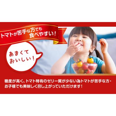 ふるさと納税 野木町 田村さん家のミニトマト約2kg《11月上旬-2026年7月下旬出荷予定》ミニトマト 野木町_3