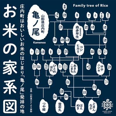 ふるさと納税 庄内町 【新米受付】吉祥ファーム ゆうだい21 5kg【10月より順次発送】_3