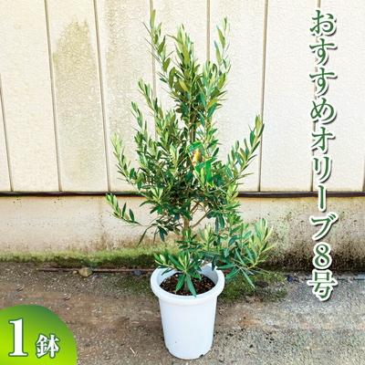 ふるさと納税 古河市 おすすめオリーブ8号 | 観葉植物 植物 グリーン オリーブの木 室内 苗 鉢植え _BZ12