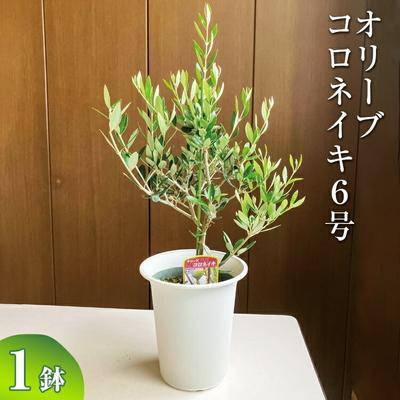 ふるさと納税 古河市 オリーブ コロネイキ6号 | 観葉植物 植物 グリーン オリーブの木 コロネイキ 室内 _BZ09