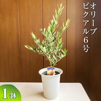 ふるさと納税 古河市 オリーブ ピクアル6号 | 観葉植物 植物 グリーン オリーブの木 ピクアル _BZ11