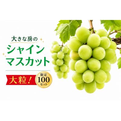 ふるさと納税 和気町 [2026年発送] シャインマスカット 1房 大房 甘い 贈答 数量限定 産地直送 送料無料