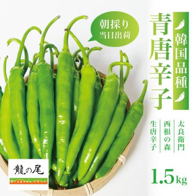 ふるさと納税 角田市 [宮城県産]生青唐辛子 龍の尾 1.5kgセット(500g×3袋)7月初旬頃より順次発送 激辛韓国品