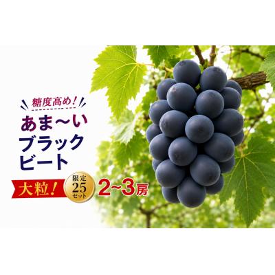 ふるさと納税 和気町 [2026年発送] ブラックビート 2〜3房 約1kg 甘い 贈答 数量限定 産地直送 種無し