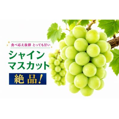 ふるさと納税 和気町 [2026年発送] シャインマスカット 3〜4房 約2kg 甘い 贈答 数量限定 産地直送 送料無料