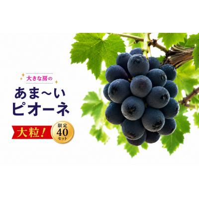 ふるさと納税 和気町 [2026年発送] ピオーネ 2〜3房 約1kg 甘い 贈答 数量限定 産地直送 種無し