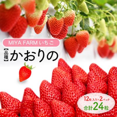 ふるさと納税 春日井市 [先行予約]MIYA FARM いちご(品種:かおりの)12粒入り×2パック 合計 24粒