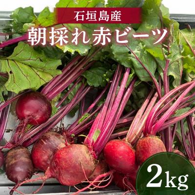 ふるさと納税 石垣市 石垣島産 赤ビーツ 2kg <2026年1月以降発送> KA-003