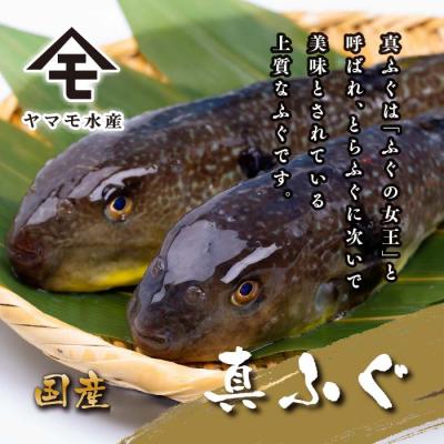 ふるさと納税 下関市 ふぐ 料理 満喫 セット 4〜5人前 120g 冷凍 ふぐ刺し 河豚 てっさ 下関 FR061 |  | 02