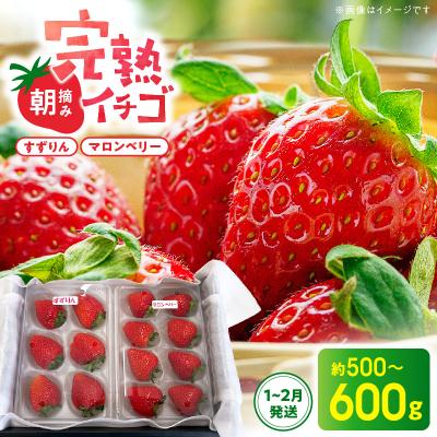 ふるさと納税 天草市 [1月〜2月発送]朝摘み完熟イチゴセット(マロンベリー・すずりん)_S186-001-01