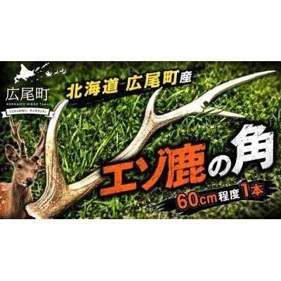 ふるさと納税 広尾町 エゾ鹿の角 1本(60cm程度) (0124)